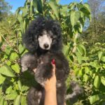 Norman-male-miniature-poodle-puppy-for-sale-1 (5)