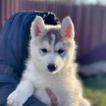 Nuta-female-Siberian-husky-puppy-for-sale-1