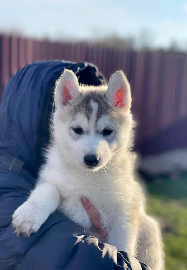 Nuta Siberian Husky Nuta Siberian Husky