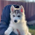 Nuta-female-Siberian-husky-puppy-for-sale-2