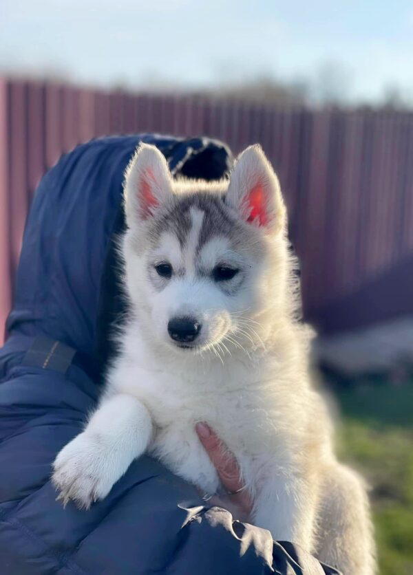 Nuta Siberian Husky Nuta Siberian Husky