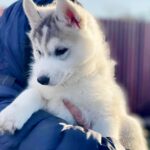 Nuta-female-Siberian-husky-puppy-for-sale-3