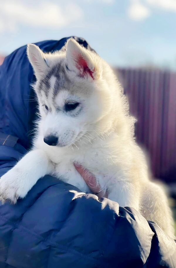 Nuta Siberian Husky Nuta Siberian Husky