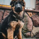 Obert-male-German-Shepherd-puppy-for-sale-1
