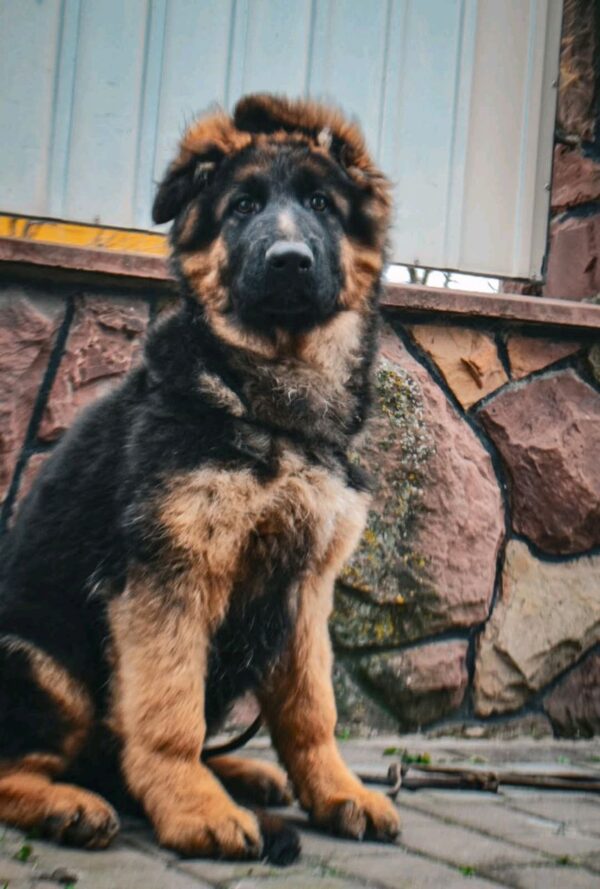 Obert German Shepherd Obert German Shepherd