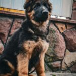 Obert-male-German-Shepherd-puppy-for-sale-2