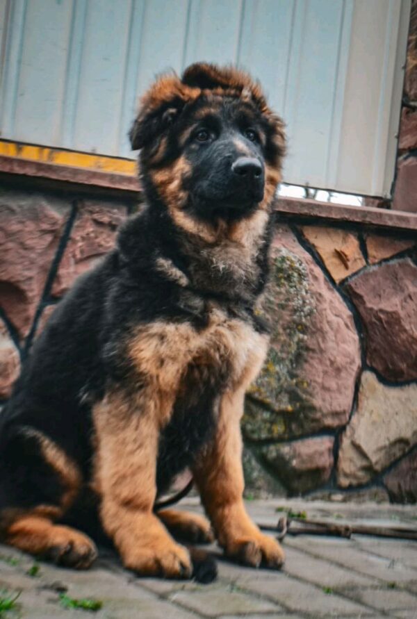 Obert German Shepherd Obert German Shepherd