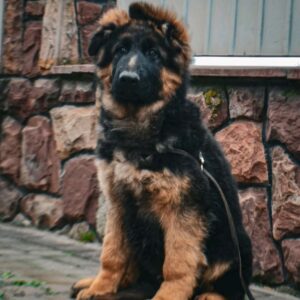 Obert German Shepherd Obert German Shepherd