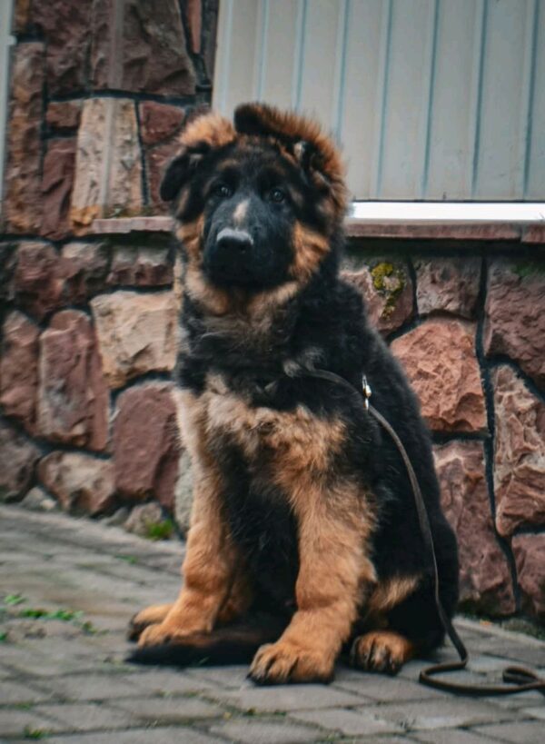 Obert German Shepherd Obert German Shepherd