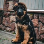Obert-male-German-Shepherd-puppy-for-sale-4