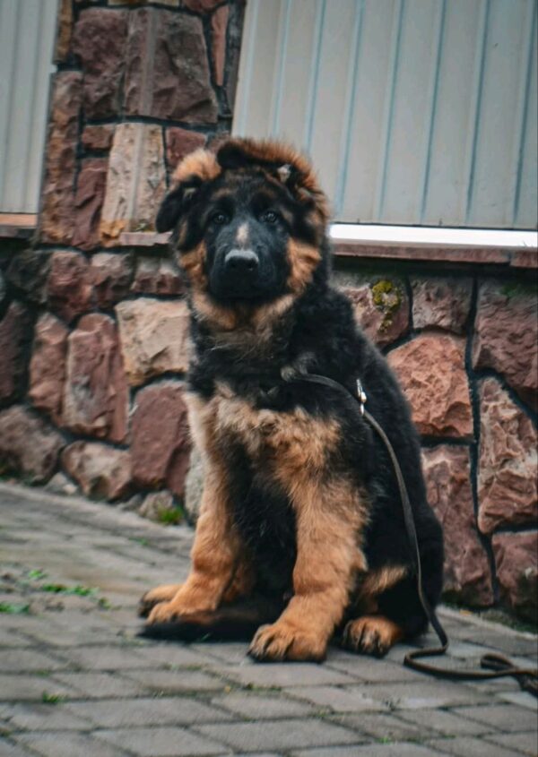 Obert German Shepherd Obert German Shepherd