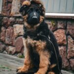 Obert-male-German-Shepherd-puppy-for-sale-5