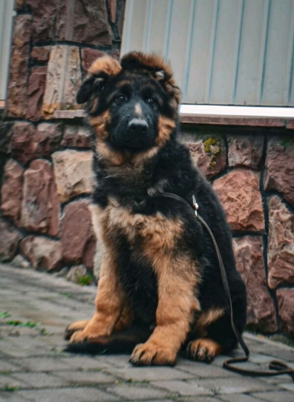 Obert German Shepherd Obert German Shepherd