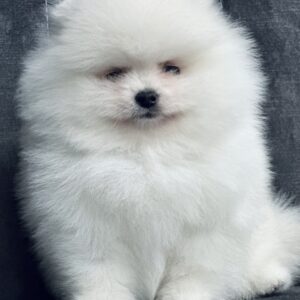 Odissey Pomeranian Odissey Pomeranian