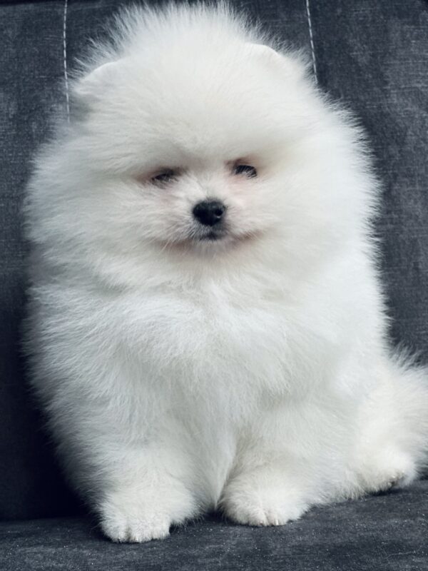 Odissey Pomeranian Odissey Pomeranian