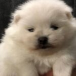Odissey-male-pomeranian-puppy-for-sale-1 (1)