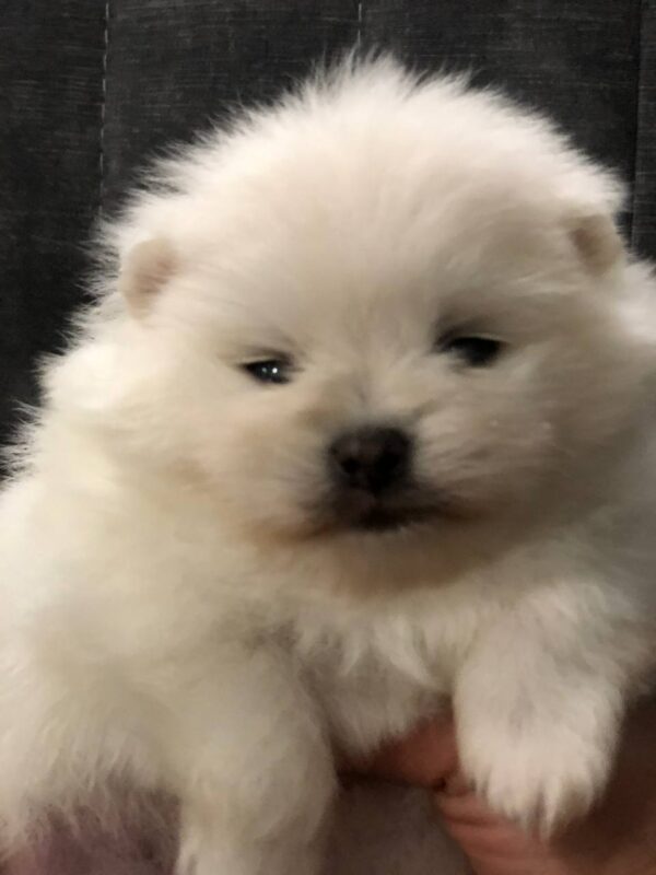 Odissey Pomeranian Odissey Pomeranian