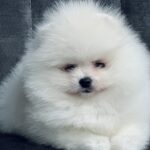 Odissey-male-pomeranian-puppy-for-sale-1 (2)