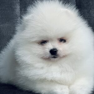 Odissey Pomeranian Odissey Pomeranian