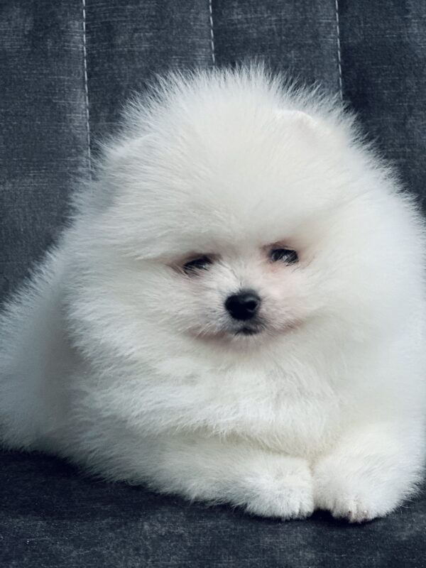 Odissey Pomeranian Odissey Pomeranian