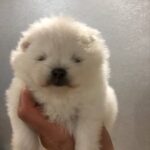 Odissey-male-pomeranian-puppy-for-sale-1 (2)