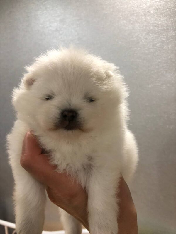 Odissey Pomeranian Odissey Pomeranian