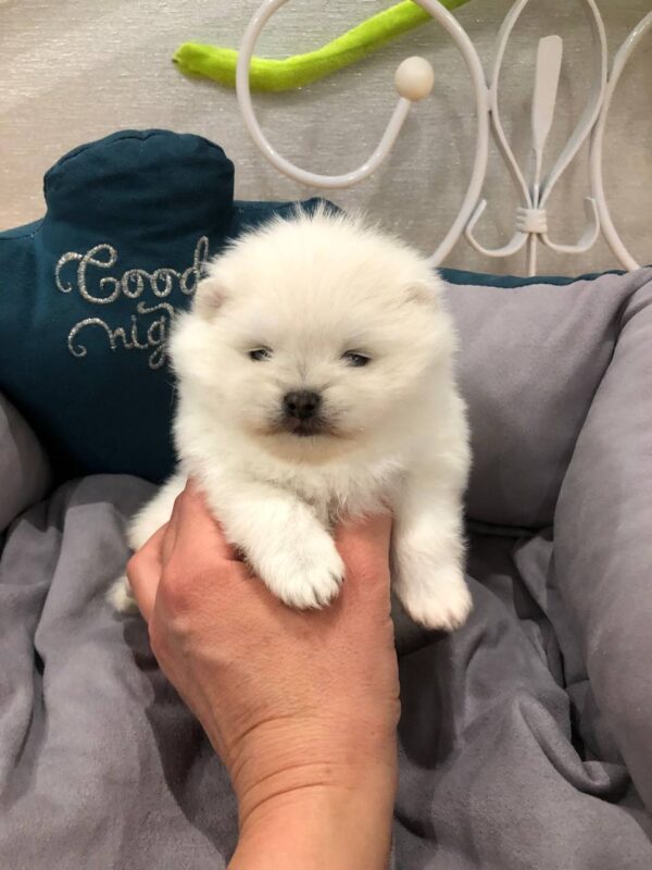 Odissey Pomeranian Odissey Pomeranian