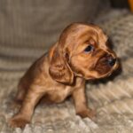 Oleana-female-English-Cocker-Spaniel-puppy-for-sale-3