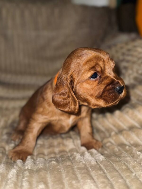 Oleana English Cocker Spaniel Oleana English Cocker Spaniel