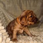Oleana-female-English-Cocker-Spaniel-puppy-for-sale-4