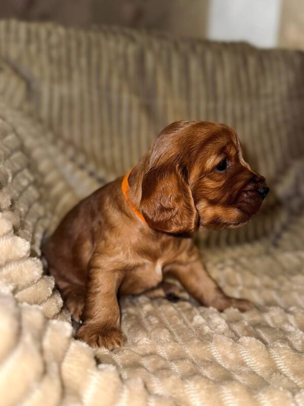 Oleana English Cocker Spaniel Oleana English Cocker Spaniel
