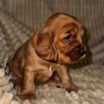 Oleana-female-English-Cocker-Spaniel-puppy-for-sale-5
