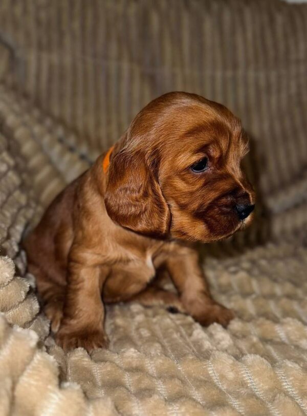 Oleana English Cocker Spaniel Oleana English Cocker Spaniel