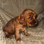 Oleana-female-English-Cocker-Spaniel-puppy-for-sale-6