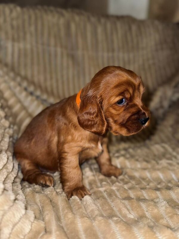 Oleana English Cocker Spaniel Oleana English Cocker Spaniel