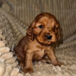 Oleana-female-English-Cocker-Spaniel-puppy-for-sale-7