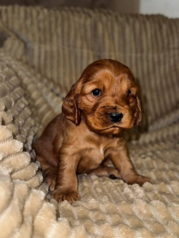 Oleana English Cocker Spaniel Oleana English Cocker Spaniel