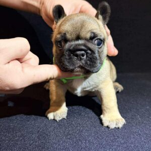 Olla French Bulldog