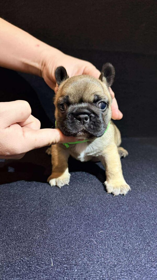 Olla French Bulldog