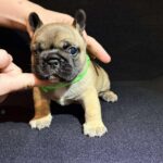 Olla-female-French-bulldog-puppy-for-sale-2