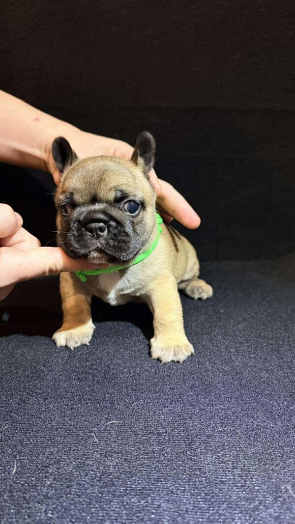 Olla French Bulldog