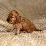 Olyra-female-English-Cocker-Spaniel-puppy-for-sale-1