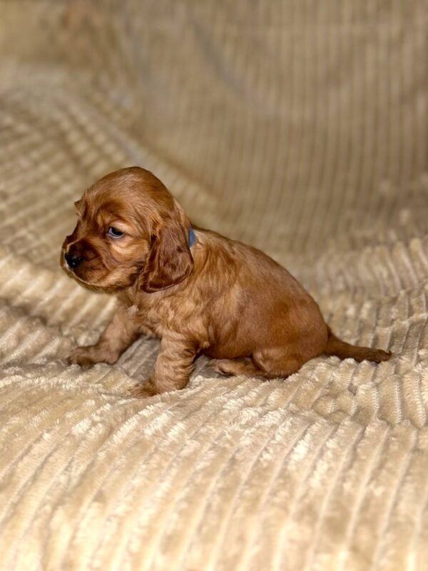 Olyra English Cocker Spaniel Olyra English Cocker Spaniel