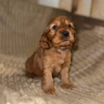 Olyra-female-English-Cocker-Spaniel-puppy-for-sale-2
