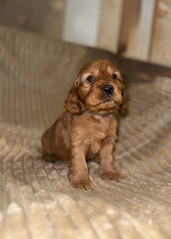 Olyra English Cocker Spaniel Olyra English Cocker Spaniel