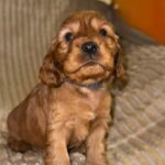 Olyra-female-English-Cocker-Spaniel-puppy-for-sale-3