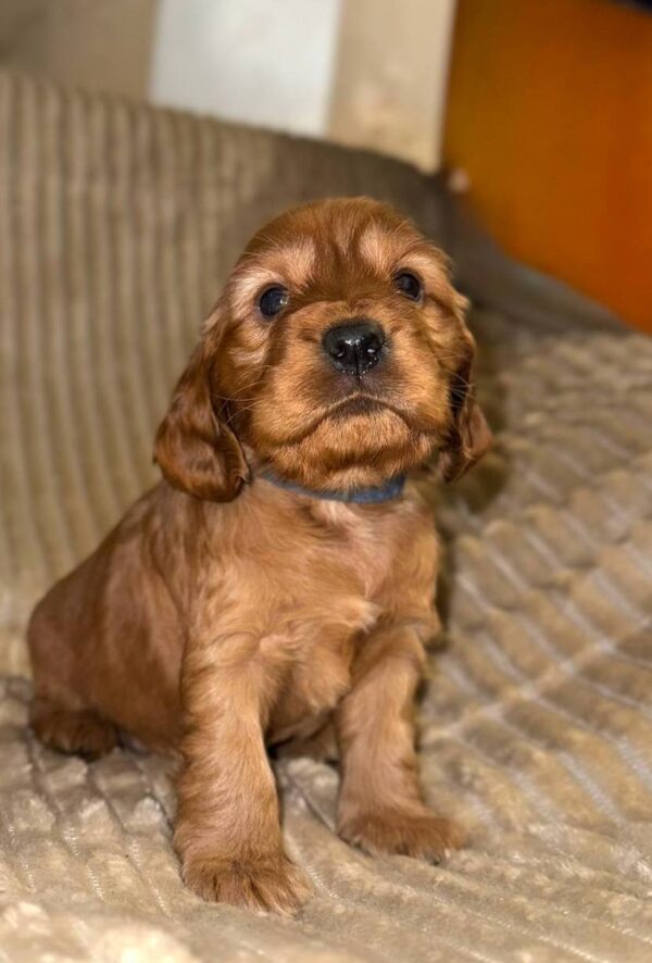 Olyra English Cocker Spaniel Olyra English Cocker Spaniel