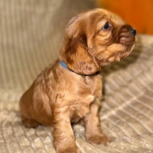 Olyra English Cocker Spaniel Olyra English Cocker Spaniel
