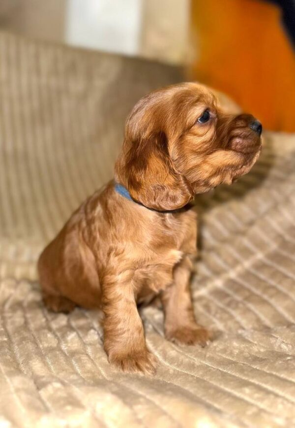 Olyra English Cocker Spaniel Olyra English Cocker Spaniel