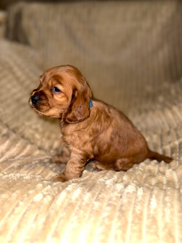 Olyra English Cocker Spaniel Olyra English Cocker Spaniel